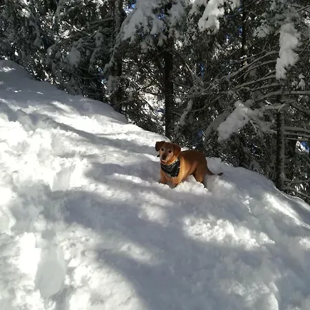 Haus Petra * Bach (Tyrol)